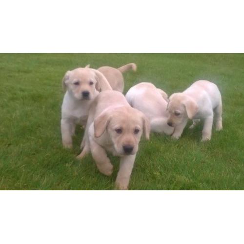 Labrador puppies