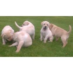 Labrador puppies