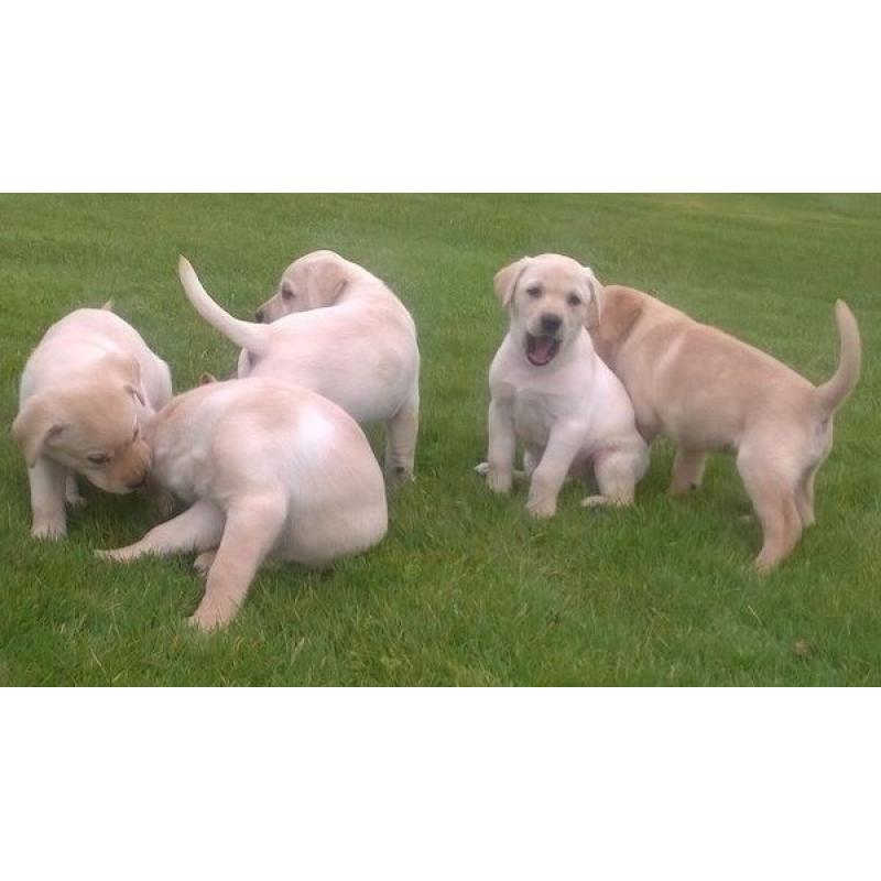 Labrador puppies