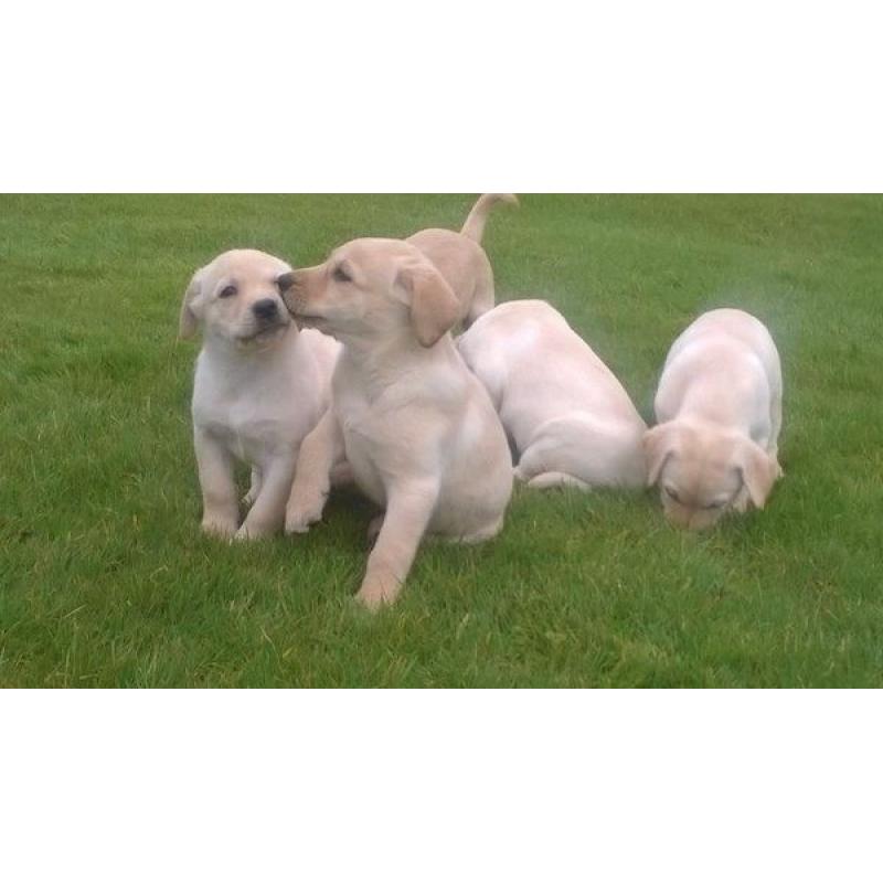 Labrador puppies