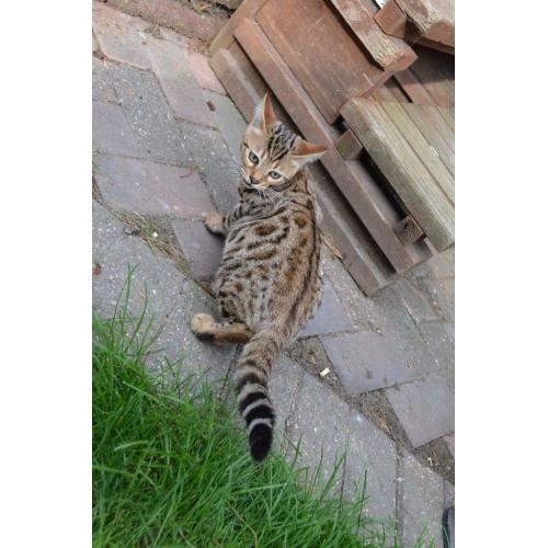 Pure BENGALS girls and boys for sale