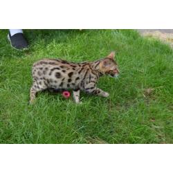 Pure BENGALS girls and boys for sale