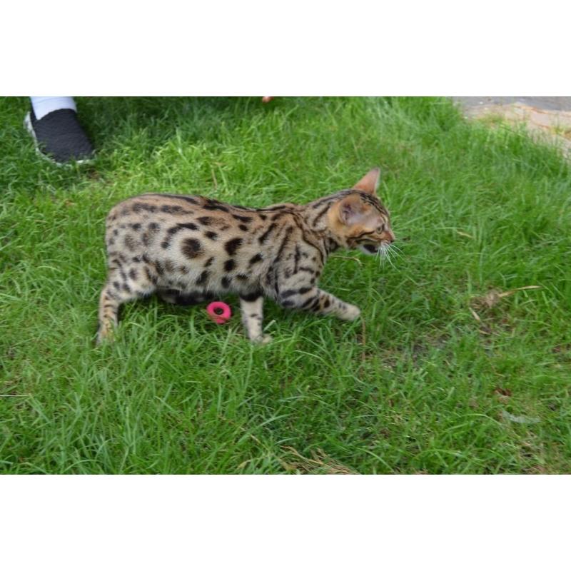 Pure BENGALS girls and boys for sale