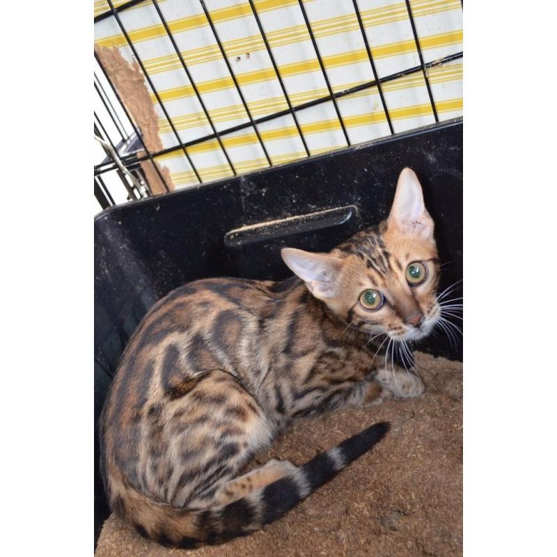 Pure BENGALS girls and boys for sale