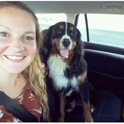 Sweetest bernese mountaindog needs a home with love