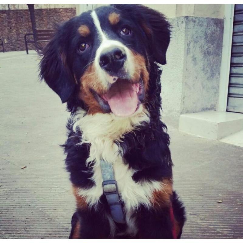 Sweetest bernese mountaindog needs a home with love