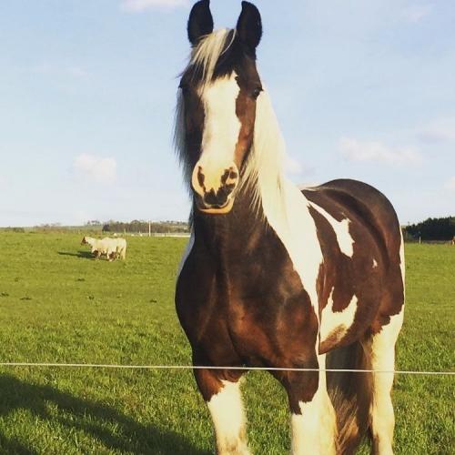 Horse for share