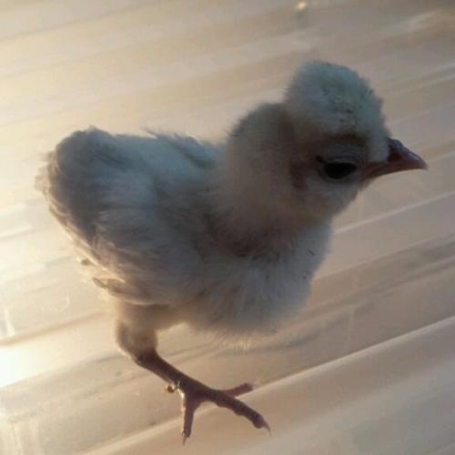 Polish chicks