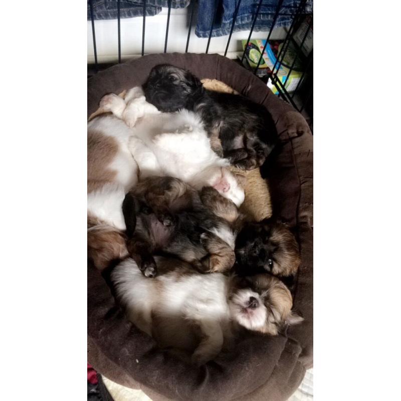 Shiranian Puppies female