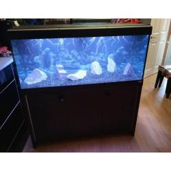 Fluval 240 litre aquarium great condition!!!