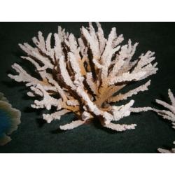 3 pieces of Marine coral, reproduction, very realistic.