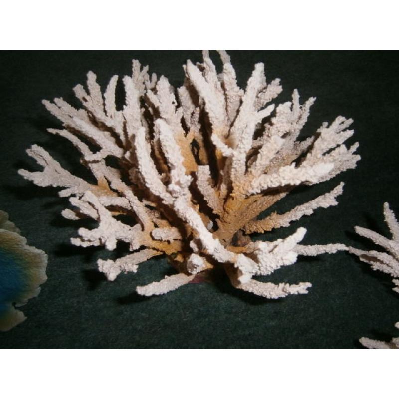 3 pieces of Marine coral, reproduction, very realistic.