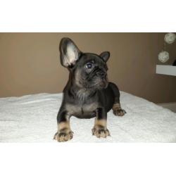 French bulldog