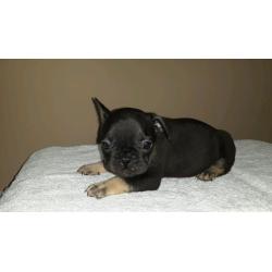 French bulldog