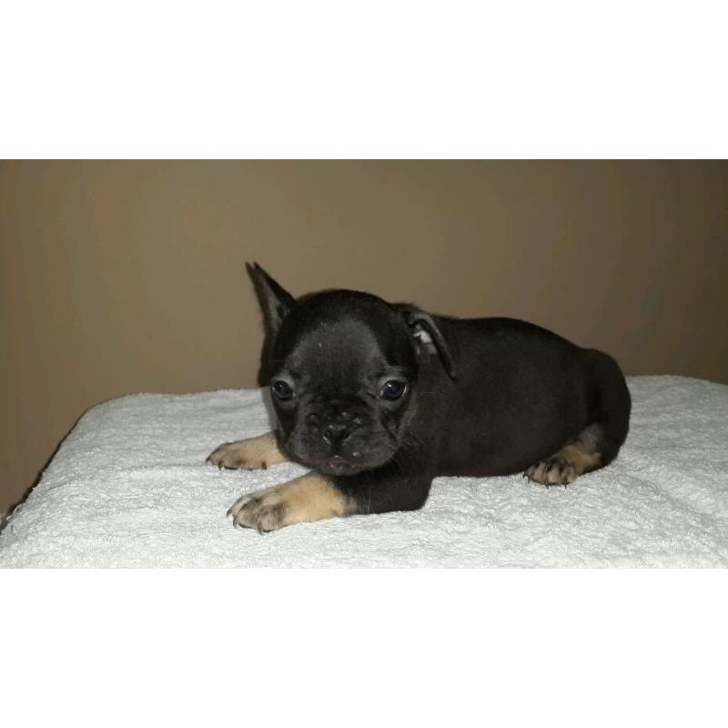 French bulldog