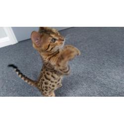 Bengal pedigree cat