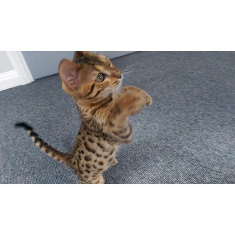 Bengal pedigree cat