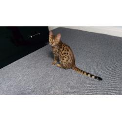 Bengal pedigree cat