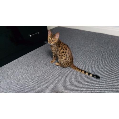 Bengal pedigree cat