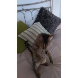 Bengal pedigree cat
