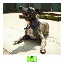 Mints - Staffordshire Bull Terrier Cross - 7 Years Old - Looking for his Forever Home