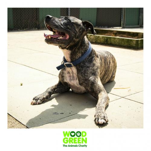 Mints - Staffordshire Bull Terrier Cross - 7 Years Old - Looking for his Forever Home