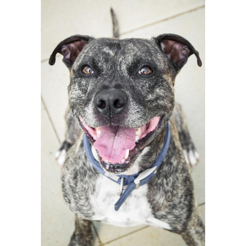 Mints - Staffordshire Bull Terrier Cross - 7 Years Old - Looking for his Forever Home
