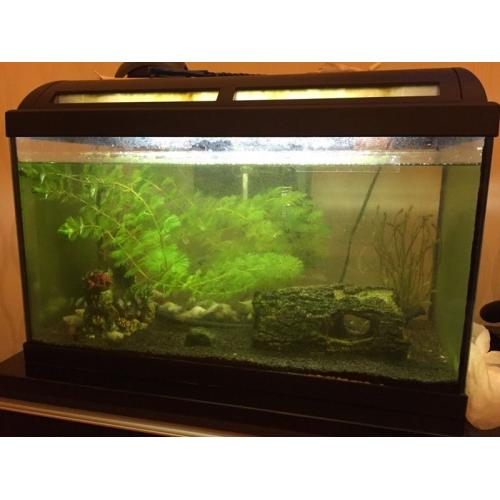 Tropical Fish and fish tank contents