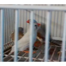 Zebra Finches for Sale