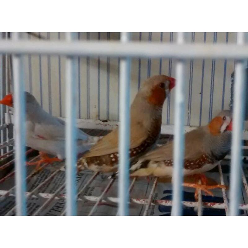 Zebra Finches for Sale
