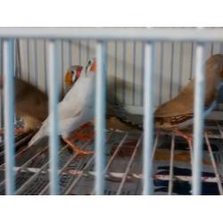 Zebra Finches for Sale