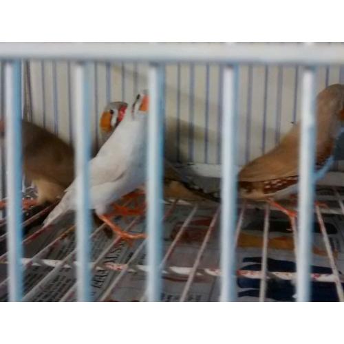 Zebra Finches for Sale