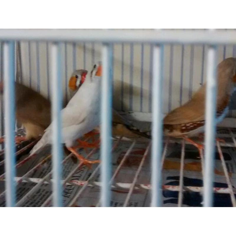 Zebra Finches for Sale