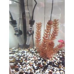 Full set up fish tank fish box