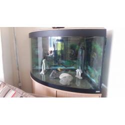 Fish tank
