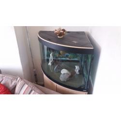 Fish tank
