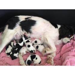 Cavalier King Charles spaniel puppies