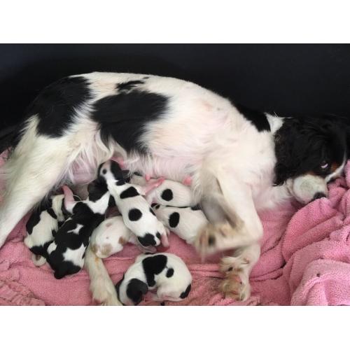 Cavalier King Charles spaniel puppies