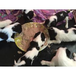 Cavalier King Charles spaniel puppies