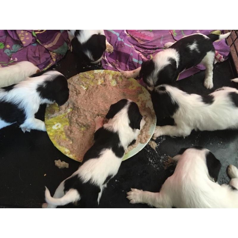 Cavalier King Charles spaniel puppies