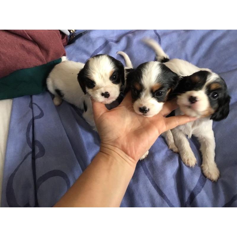 Cavalier King Charles spaniel puppies