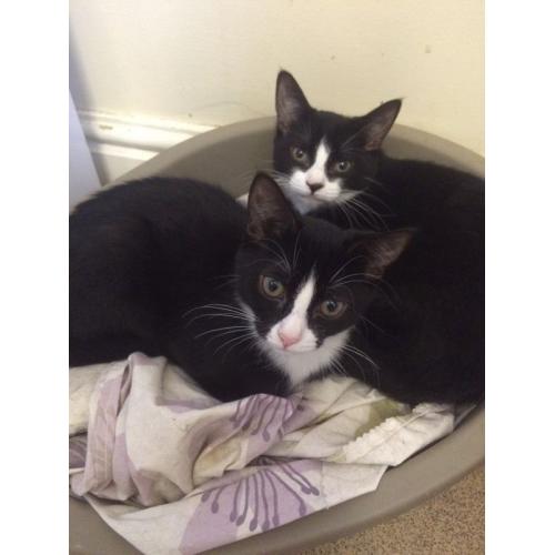2 kittens