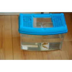 80 l fish tank + golden barb + b neon tetra + plastic tank + heating + filter + light + food + kits