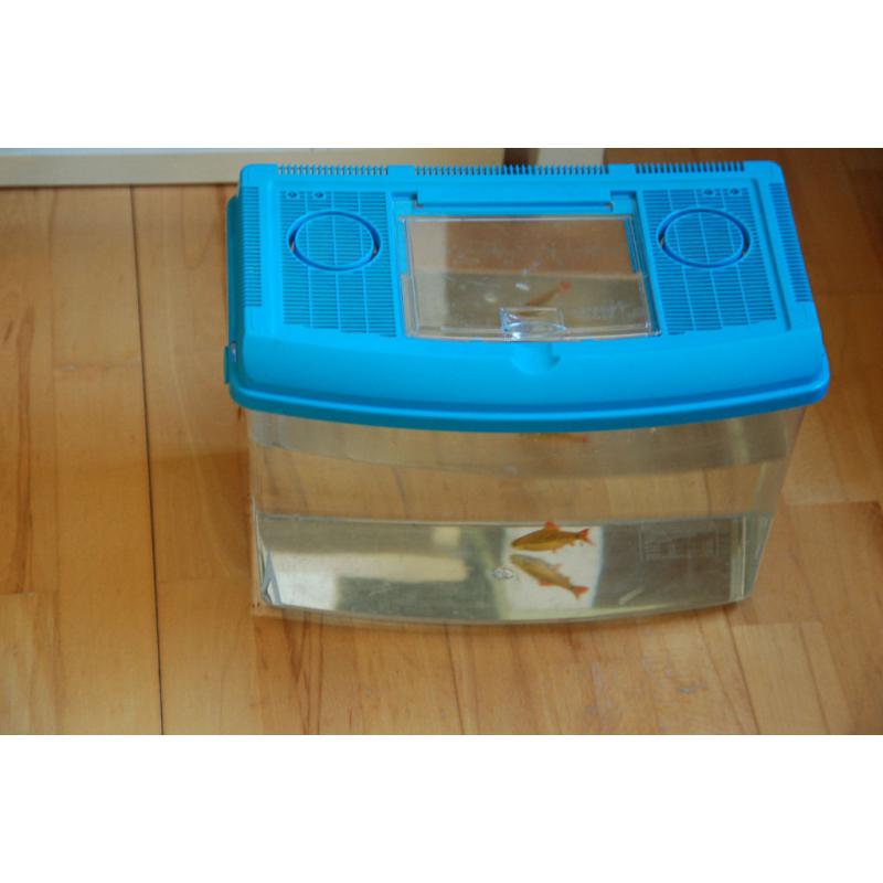 80 l fish tank + golden barb + b neon tetra + plastic tank + heating + filter + light + food + kits
