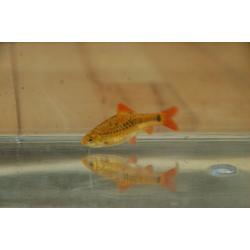 80 l fish tank + golden barb + b neon tetra + plastic tank + heating + filter + light + food + kits