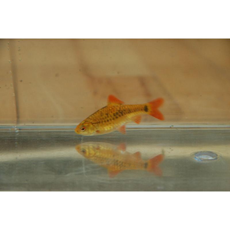 80 l fish tank + golden barb + b neon tetra + plastic tank + heating + filter + light + food + kits