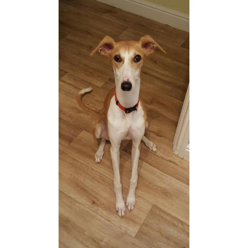 Whippet x saluki