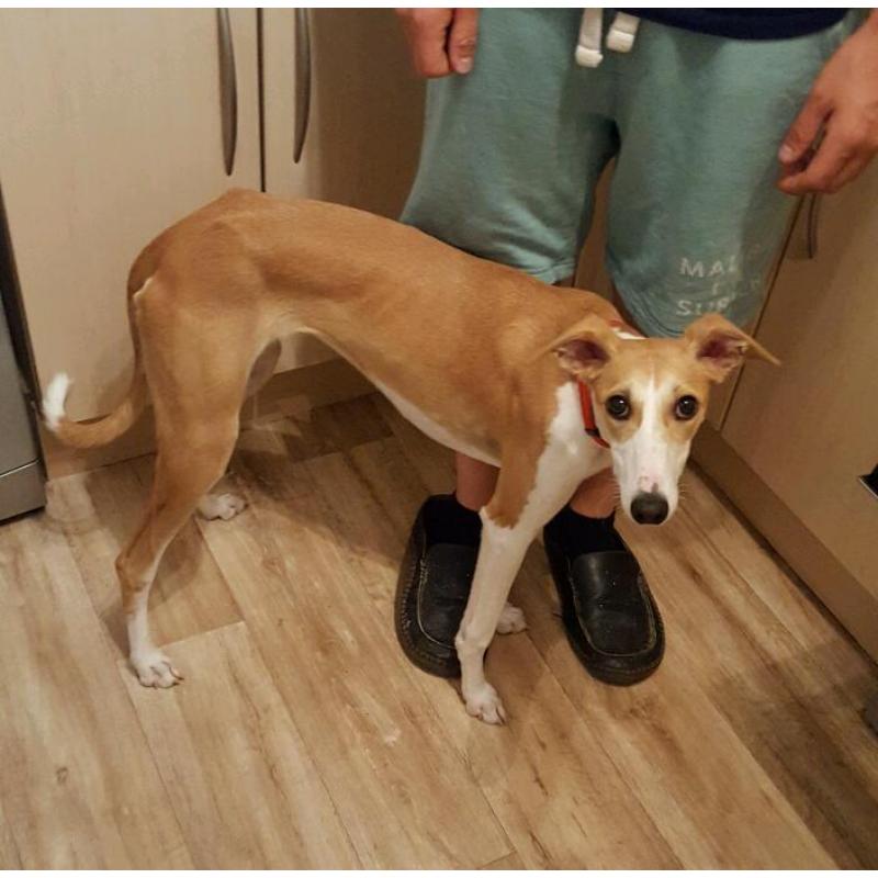 Whippet x saluki