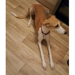 Whippet x saluki