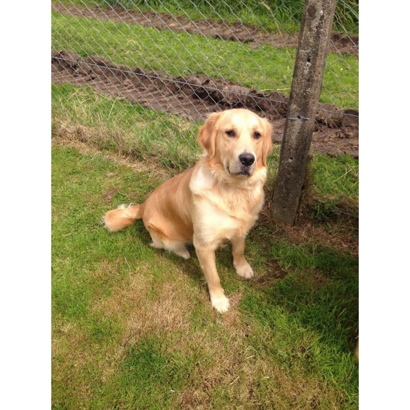 11month old male golden retriever